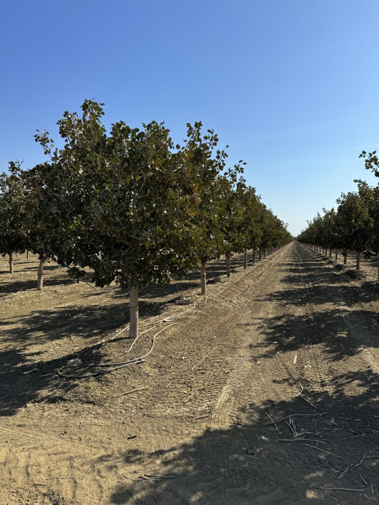 Lemoore Pistachio Orchard For Sale! Charter Farm Realty