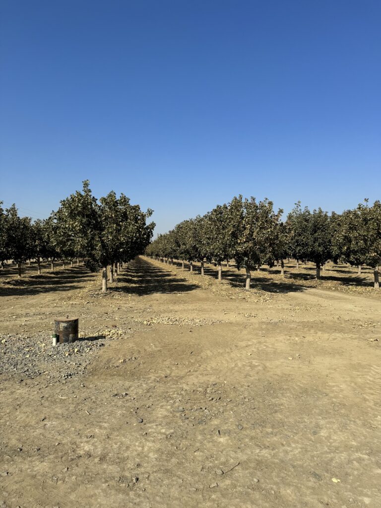 Lemoore Pistachio Orchard For Sale! Charter Farm Realty